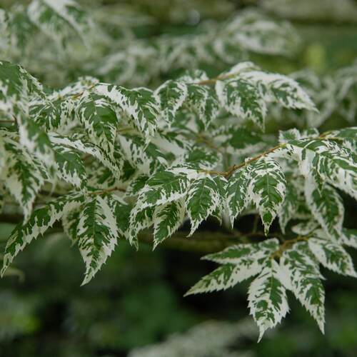 花叶榉树：斑叶Zelkova serrata 'Variegata'