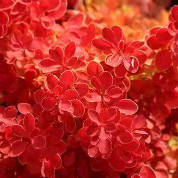 日本小檗：橙冰Berberis thunb.Orange Ice  黄金塔  超音速飞机图片