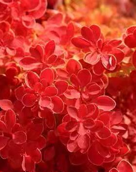 日本小檗：橙冰Berberis thunb.Orange Ice  霓虹灯Neon(pbr