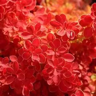 日本小檗:橙冰Berberis thunb.Orange Ice 霓虹灯Neon(pbr