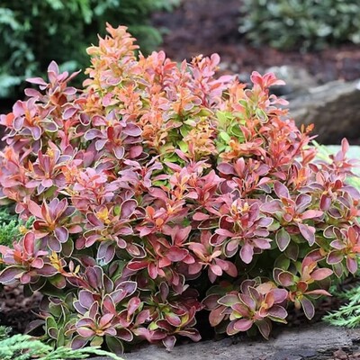日本小檗-【金戒指】Berberis thunbergii 'Golden Ring'