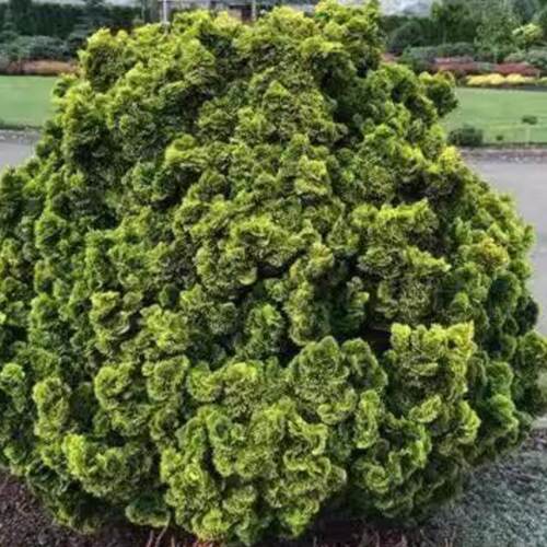 针叶树 日本扁柏 欧若拉 Chamaecyparis obtusa 'Aurora