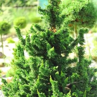 针叶树 北美香柏 马里亚娜霍勒普 进口新品种庭院花卉苗木常绿树