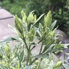 金边百合竹耐热好养室内花镜植物
