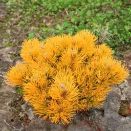 针叶树 北美香柏 孔雀柏 石化桧 红星 月光 欧洲黄金 蓝苔柏