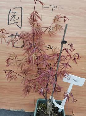 松风：又名“待风” Acer matsumurae ‘Matsu kaze' 日本枫树