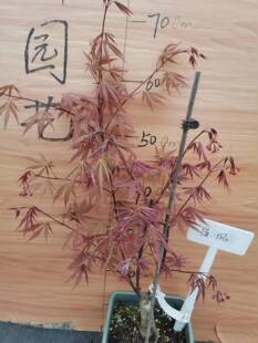 松风：又名“待风” Acer matsumurae ‘Matsu kaze' 日本枫树
