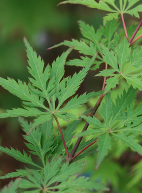 青簪Acer palmatum ‘ao kanzashi'日本羽毛枫