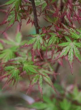 鹤舞 Acer palmatum‘Tsuru no mai' 日本斑叶枫类
