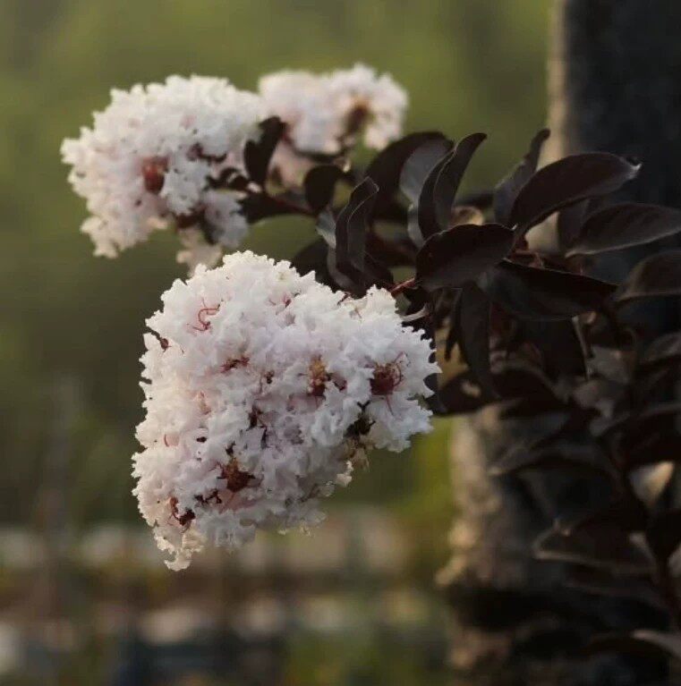 美国紫薇纯白色 庭院耐寒耐晒可地栽盆栽花境木本植物黑叶白花