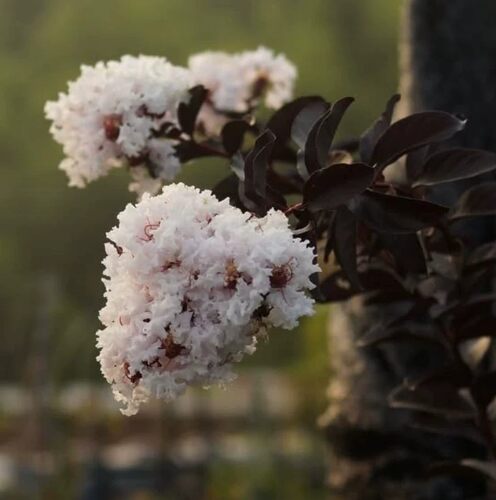 美国紫薇纯白色 庭院耐寒耐晒可地栽盆栽花境木本植物黑叶白花
