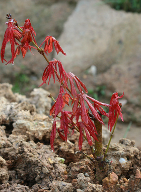 三日月Acer palmatum‘Mikazuki'日本枫树