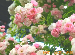 【群舞】群舞爬藤月季 玥球园艺