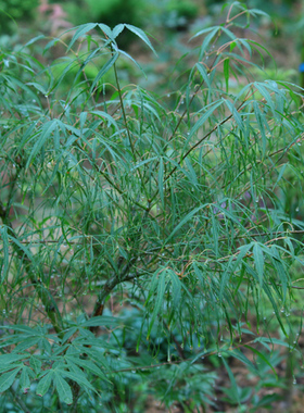 青七五三 Acer amoenum ‘Shime no uchi' 日本枫树