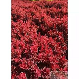 小檗:佛罗伦萨Berberis thunbergii 'Florence'