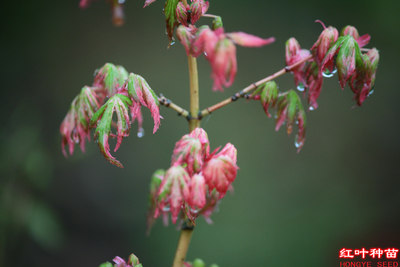 日本新品种枫树：羽前锦红叶景园