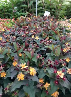 金丝桃-【奇迹之夜】Hypericum miracle 'Night'