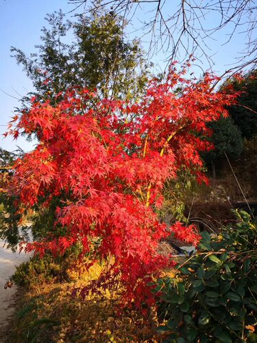 日本枫树嫁接苗新品种槭树彩叶苗木庭院花卉植物盆景素材玥球园艺