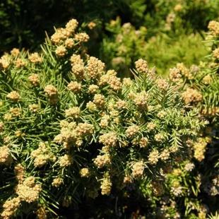 针叶树 日本柳杉 怪兽娜娜 进口盆栽新品种庭院盆景植物