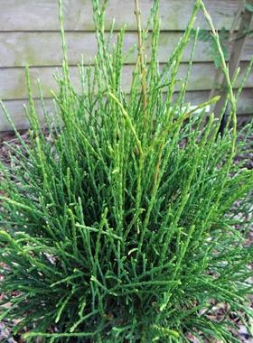 针叶树 北美香柏 小马 Thuja occidentalis Little Filly