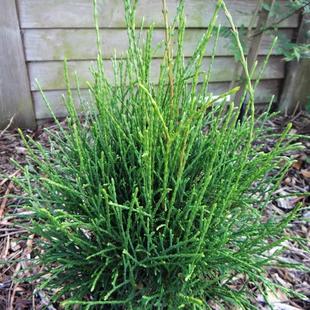 针叶树 北美香柏 小马 Thuja occidentalis Little Filly