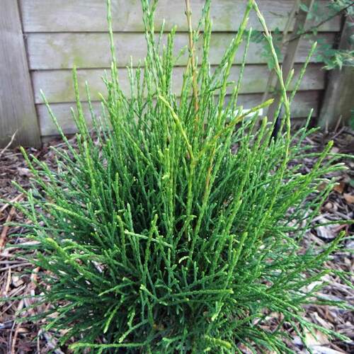 针叶树 北美香柏 小马 Thuja occidentalis Little Filly