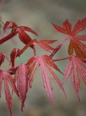 红葡萄 Acer palmatum‘Atrolineare' 日本红叶枫