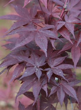 猩猩野村 Acer amoenum ‘Shojoh nomura' 日本枫树