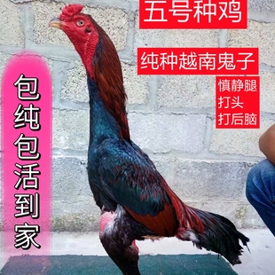 纯种越南斗鸡小鸡中原盖沙咬鸡鬼子泰国斗鸡活体公母半斤幼崽打架