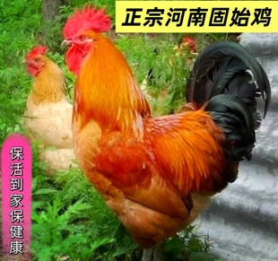 正宗农家土鸡固始笨鸡成年鸡活体老母鸡散养草鸡柴鸡放养鸡老公鸡