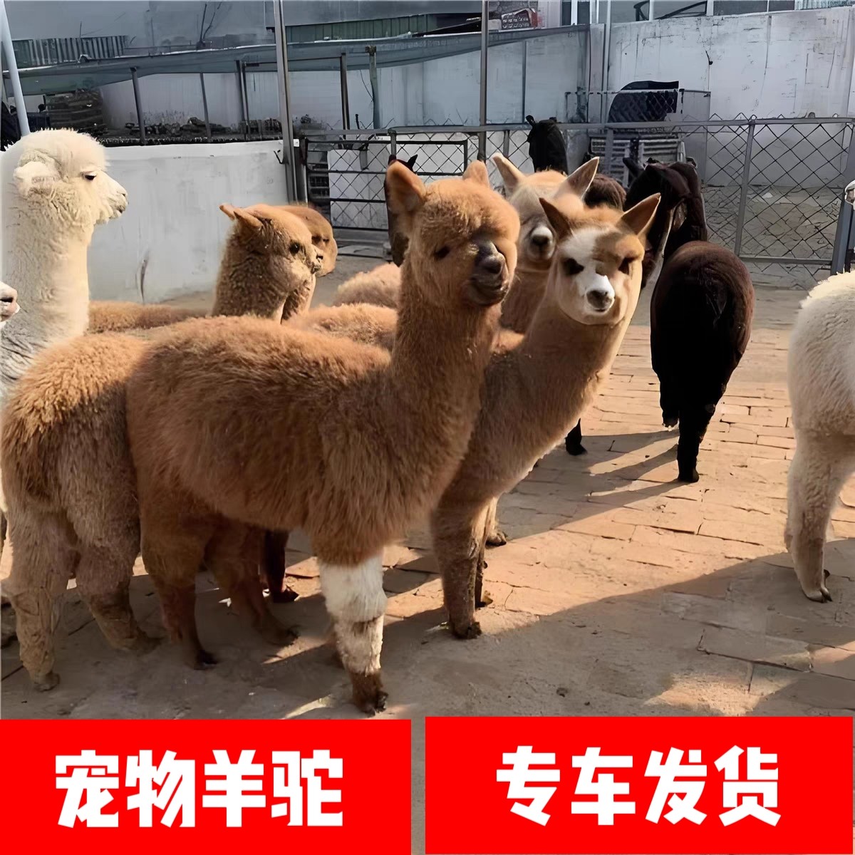 成年羊驼活体青年观赏羊驼神兽草泥马家养宠物小羊驼澳洲羊驼幼崽