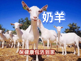 散养萨能奶山羊小羊羔羊崽活羊母羊公羊健康殖食槽活体羊