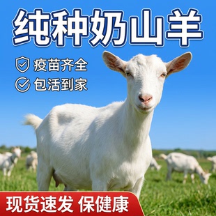 散养萨能奶山羊小羊羔羊崽活羊母羊公羊健康殖食槽活体羊