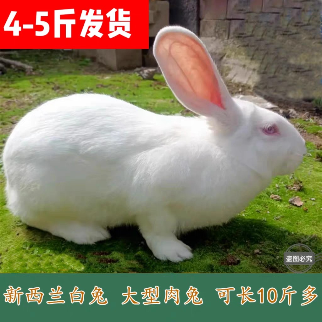 大兔子活物成年大型肉兔4-5斤可食用比利时种兔新西兰白兔图片