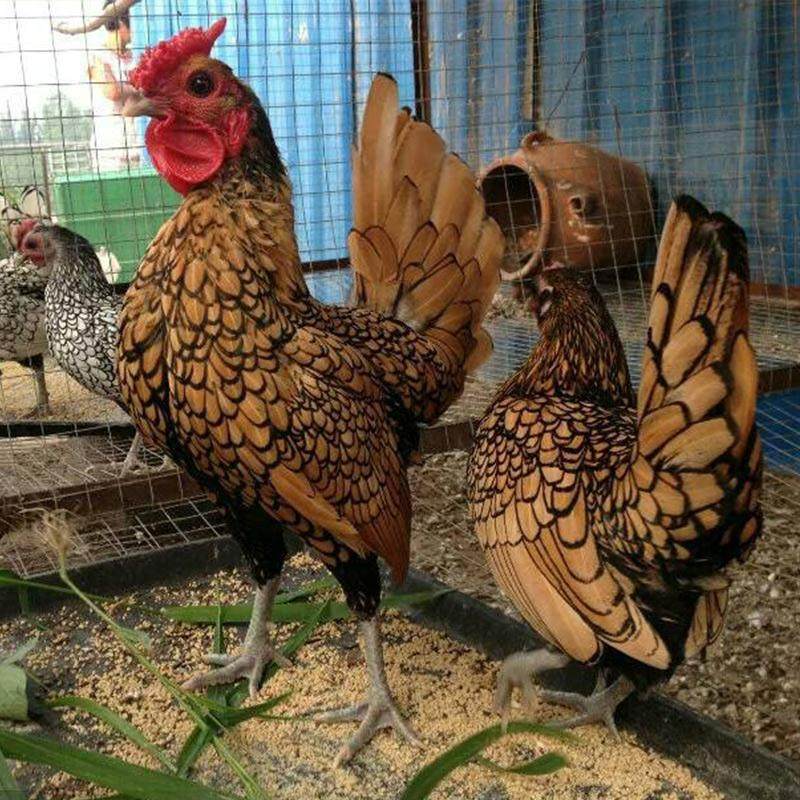纯种成年波兰鸡小型鸡宠物鸡矮脚鸡活苗观赏鸡波兰鸡苗波兰成年,宠物/宠物食品及用品,宠物鸡,淘宝优惠券,粉丝福利购,淘宝优惠卷