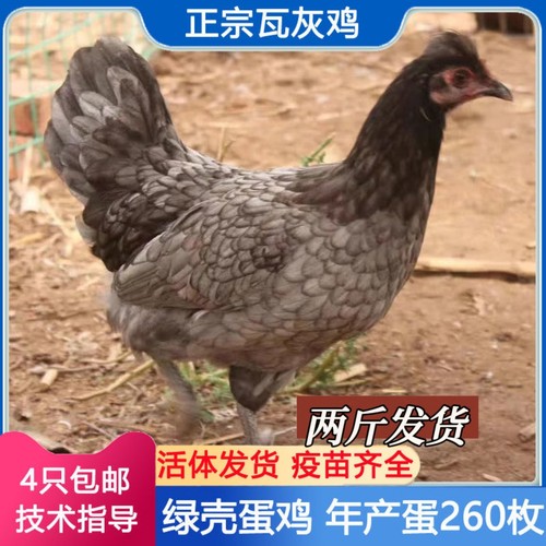 正宗瓦灰鸡绿壳蛋鸡瓦灰成年鸡散养鸡活鸡包活到家瓦灰鸡鱼鳞瓦灰