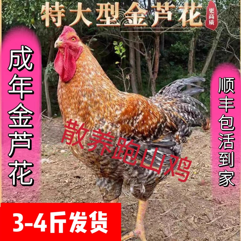 成年汶上金芦花大公鸡活土鸡散养大公鸡活体活鸡包活到家种鸡柴鸡,宠物/宠物食品及用品,宠物鸡,淘宝优惠券,粉丝福利购,淘宝优惠卷