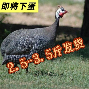 正宗散养珍珠鸡即将下蛋成年鸡纯种真珠鸡下蛋鸡包活到家