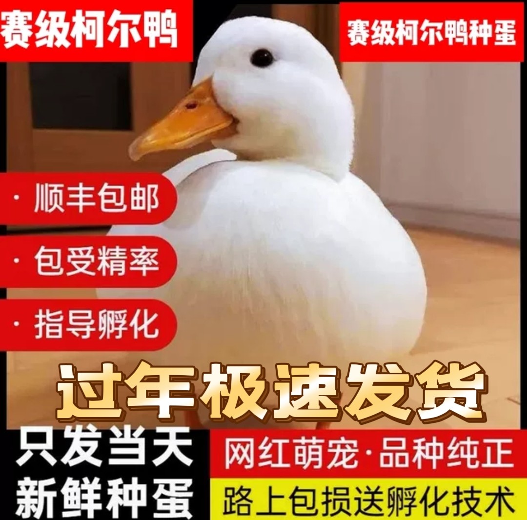 纯种赛级柯尔鸭荷兰可孵化受精卵种蛋小黄鸭宠物网红科尔可达鸭蛋