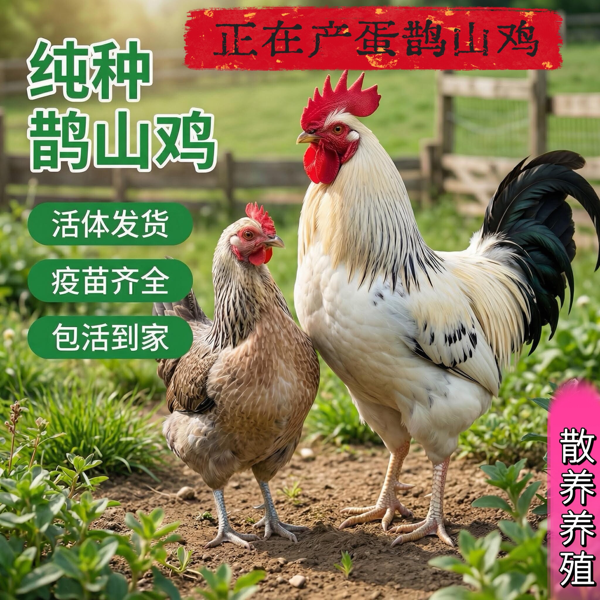 纯种成年鹊山鸡活体观赏鸡五彩鸡母鸡五颜六色大公鸡绿壳蛋鸡包邮