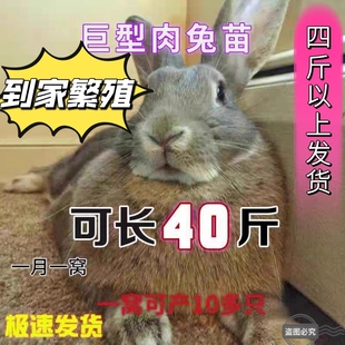 成年4-5斤灰兔子一只活体家养肉兔可繁殖小兔子活物大型肉兔宠物