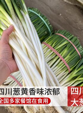 四川新鲜大葱常年供货量大可开票