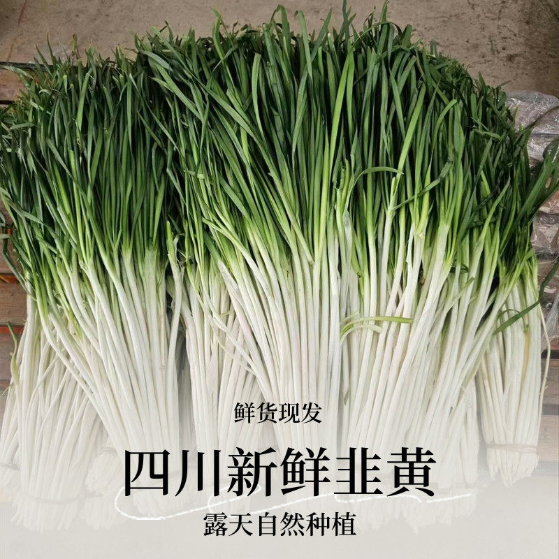 四川新鲜蔬菜韭黄韭白韭菜时令蔬菜配自贡菜盐帮菜爆炒腰花