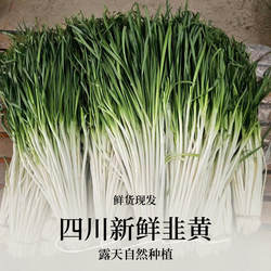 四川新鲜蔬菜韭黄韭白韭菜时令蔬菜配自贡菜盐帮菜爆炒腰花