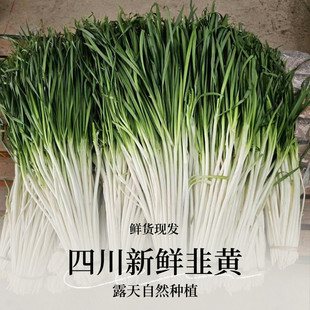 四川新鲜蔬菜韭黄韭白韭菜时令蔬菜配自贡菜盐帮菜爆炒腰花