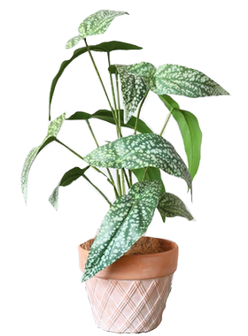 花溪树梦ins轻奢龟背叶落地植物
