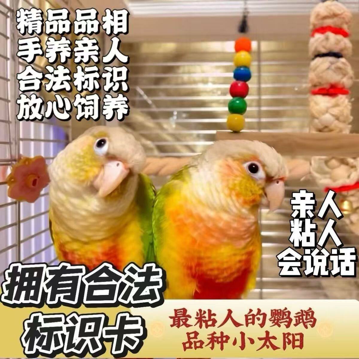 手养亲人黄边凤梨雏鸟小太阳鹦鹉