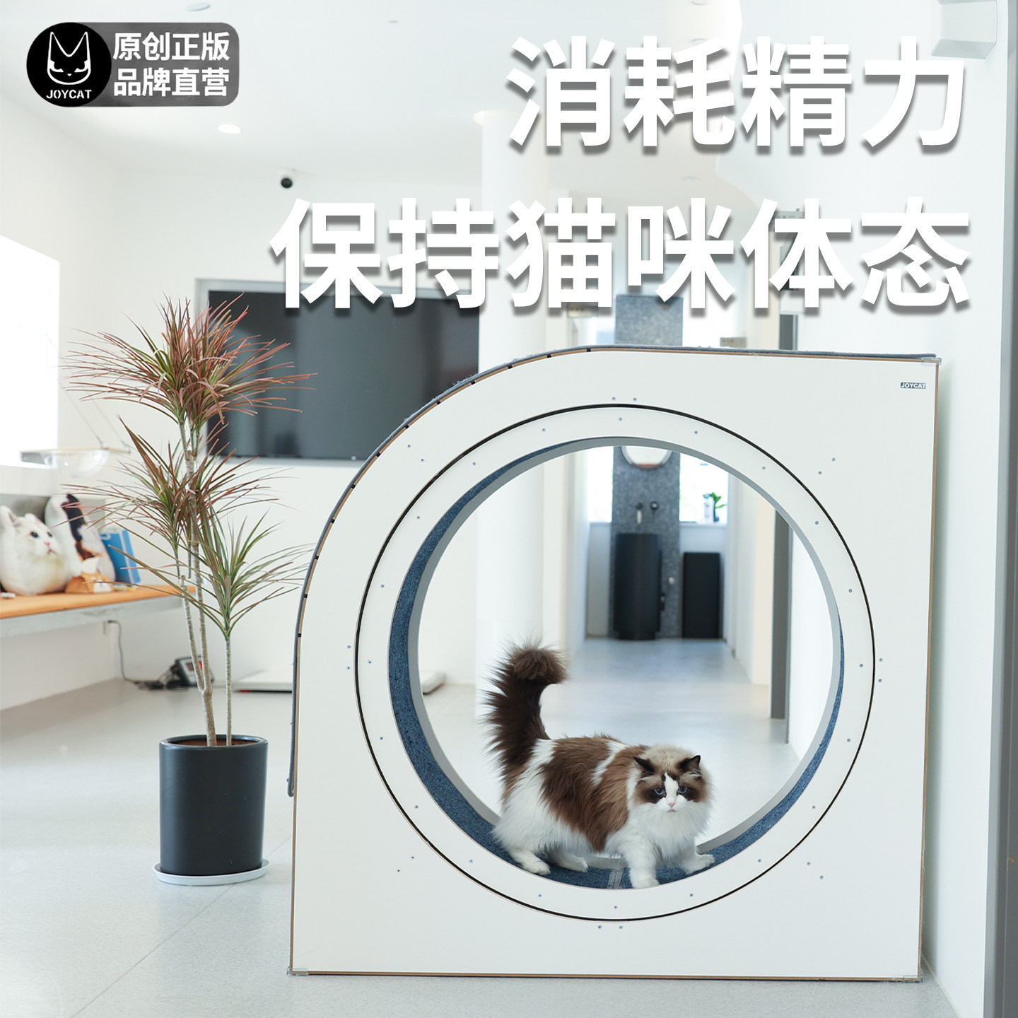 JoyCat猫咪跑步机网红实木多层板宠物滚轮安静运动跑轮猫爬架
