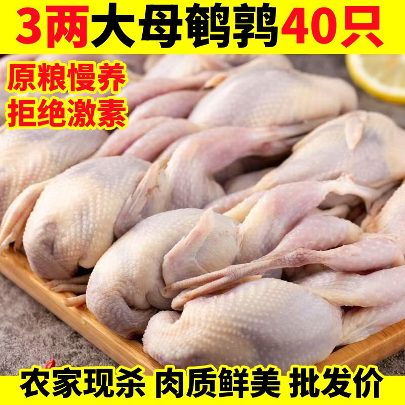 鹌鹑新鲜现杀特大母鹌鹑肉生鲜农家散养孕妇煲汤冷冻烧烤商用批发