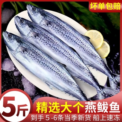 燕鲅鱼鲜活速冻顺丰包邮深海水产